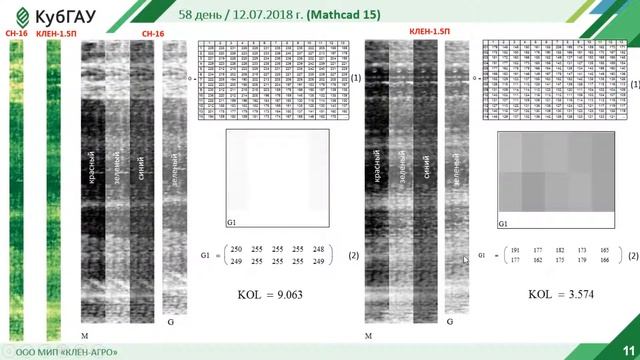 Сравнительные испытания сеялки Клен 1,5 селекционной для размножения и сеялки СН-16 при посеве риса смотреть онлайн