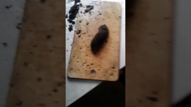 Чистка требухи смотреть онлайн
