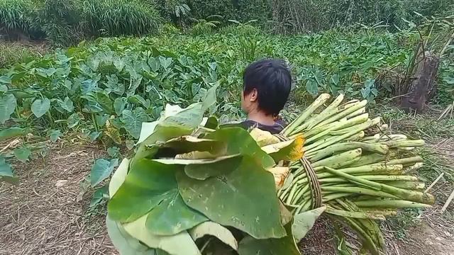 Growing Vegetables And Planting Fruit Trees, Taking Care Of Pigs And Ducks, Future Life, Episode 34