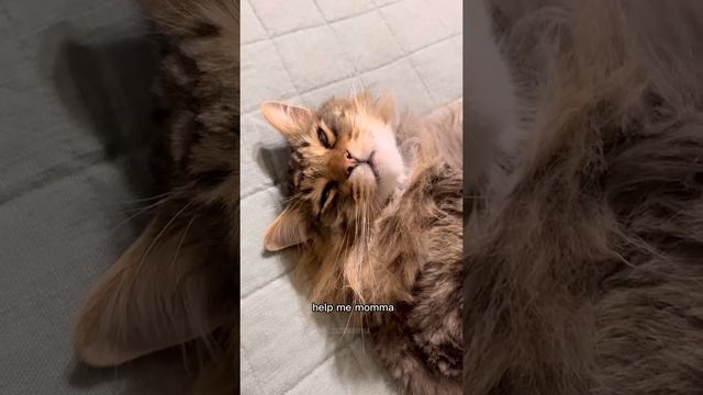 Kitty Soap Opera: Chapter 52... The Sass Mouth, Alcoholic, and Catnip Dealer Kitties смотреть онлайн