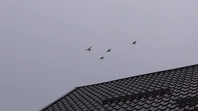 Сокол Сапсан+Голуби+Им повезло? Falcon Peregrine+Pigeons смотреть онлайн