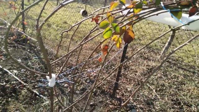 Укрытие ежевики перед зимовкой. смотреть онлайн