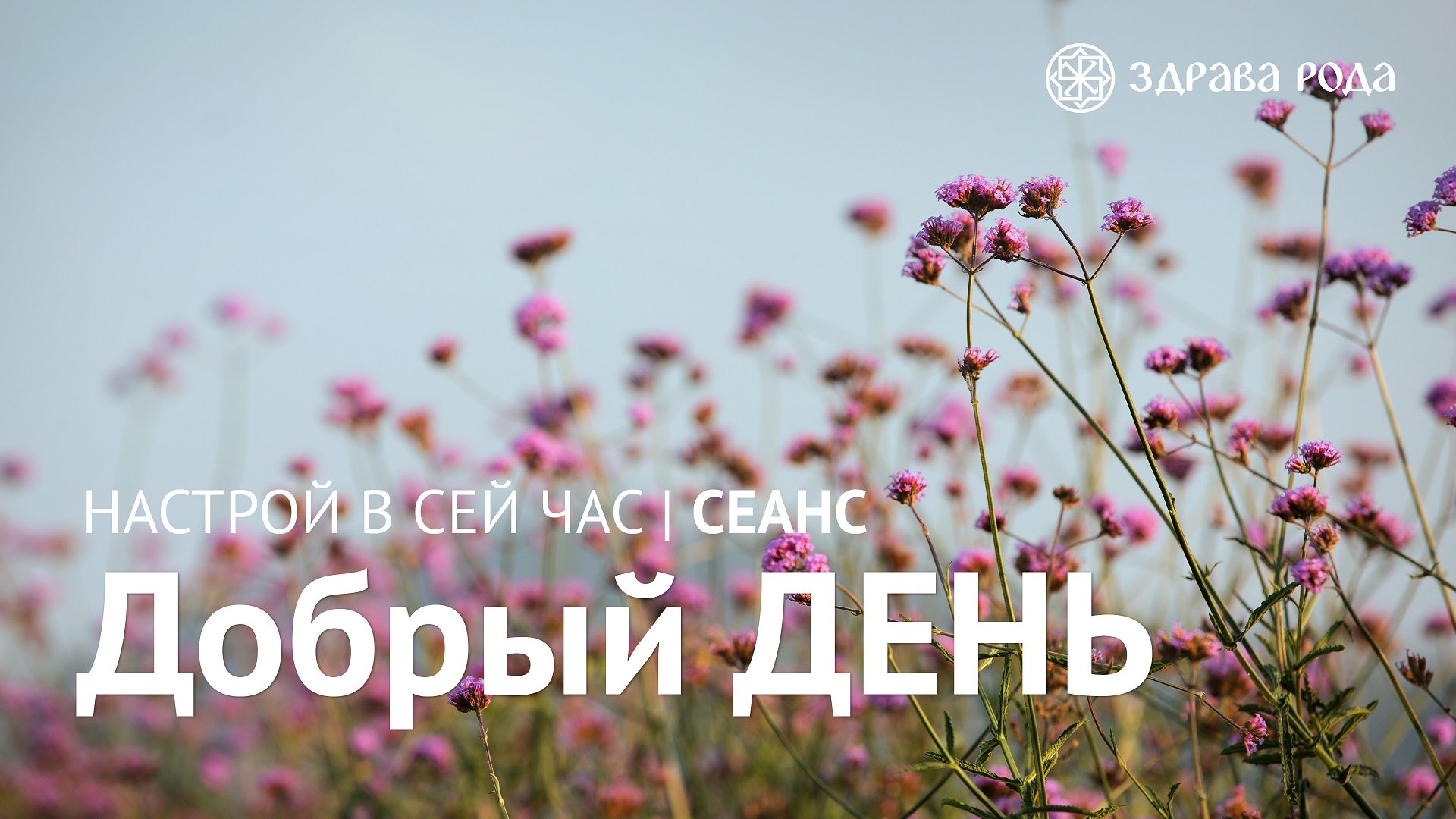 Добрый день. Оздоровительный сеанс Здравы РОДА. смотреть онлайн