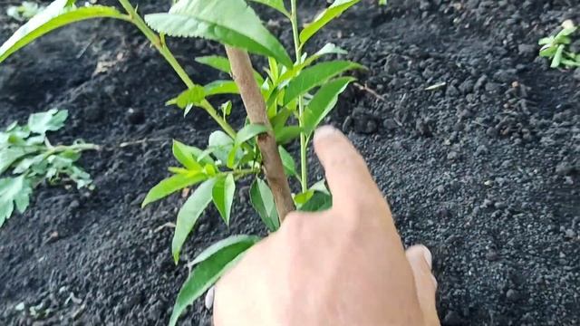 Подкормка персика. смотреть онлайн