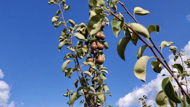 Сорта груши Просто Мария, Брянская красавица, Белорусская поздняя в Московской области. смотреть онлайн