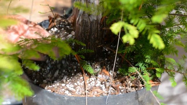 Taxodium Air Layer THE SEQUEL + UPDATES - Arkefthos Bonsai