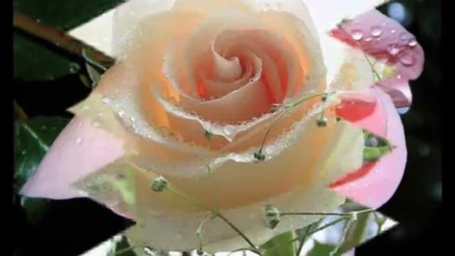 Розы смотреть онлайн