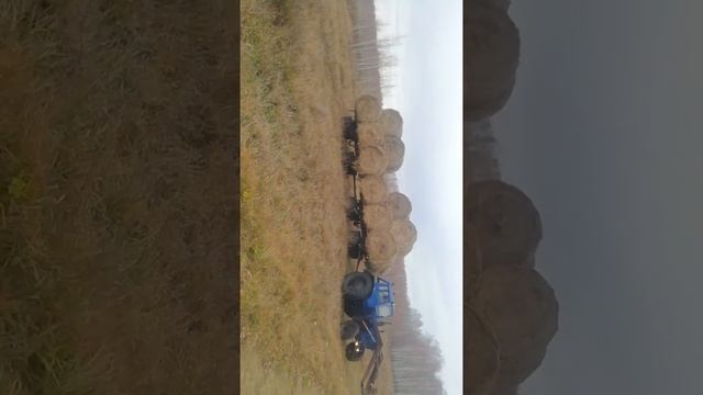 мтз 80, вывозка сена. 26 рулонов за один рейс!