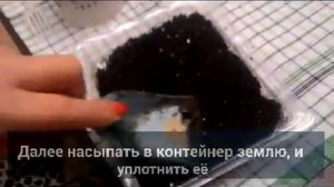 Подготовка к посеву семян савойской капусты!