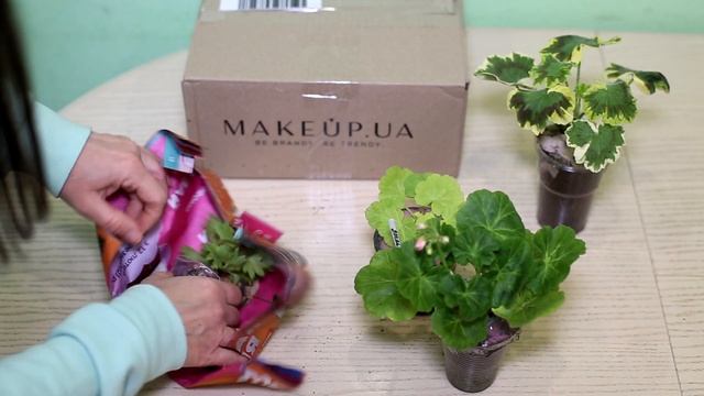 Черенки пестролистной пеларгонии, открываю сразу 3 посылки. Что мне прислали? смотреть онлайн