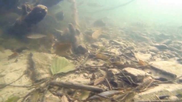 Караси под водой 2-я серия смотреть онлайн