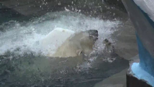 Gerda the polar bear and Shilka (her cub), the funny relationship(2) at Novosibirsk Zoo смотреть онлайн