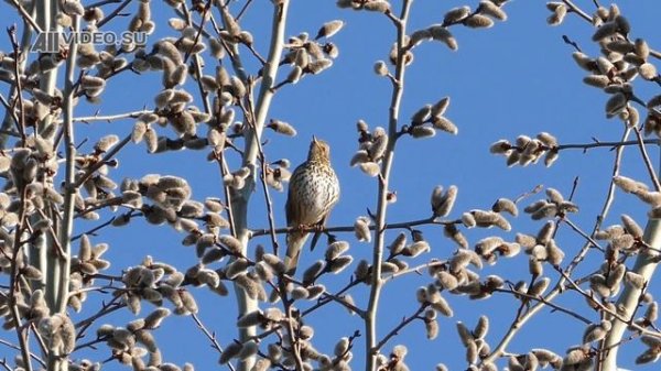 Пение певчего дрозда. Голоса птиц. AllVideo.