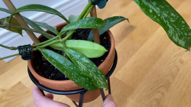 Hoya Griffithii silver похожа на H.Minibella splash ?! смотреть онлайн