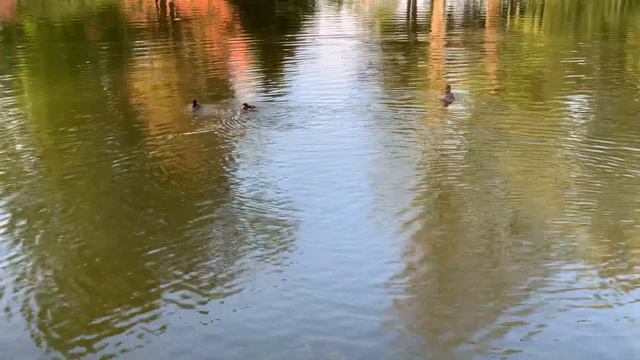 BOTANICAL GARDEN NATURE SOUNDS DUCK WITH DUCKLING смотреть онлайн