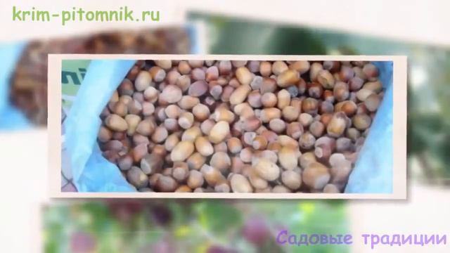 Саженцы земляники в Крыму смотреть онлайн