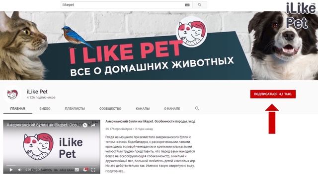 5 особенностей ухода за пуделем смотреть онлайн