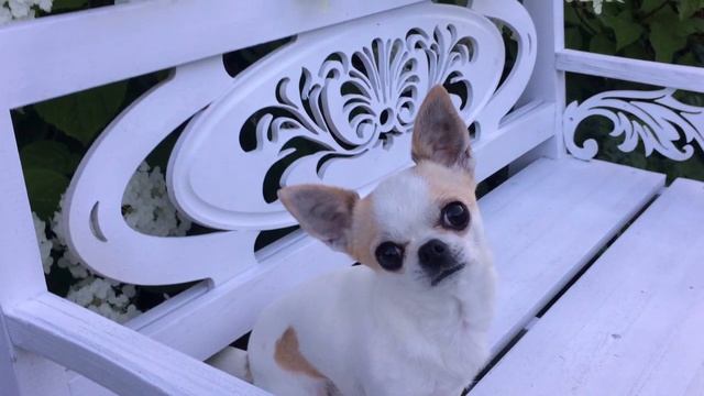 Петуния ампельная в корзинах и подвесных кашпо в моем саду! смотреть онлайн