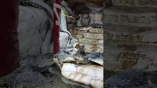 Крокодиляриум в Ялте. Накорми крокодилов! смотреть онлайн