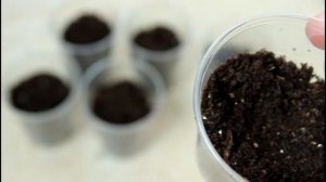 Аспарагус из семян. Посев семян. Всходы.  __Валентина Земскова.