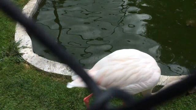 Фламинго разговаривают смотреть онлайн