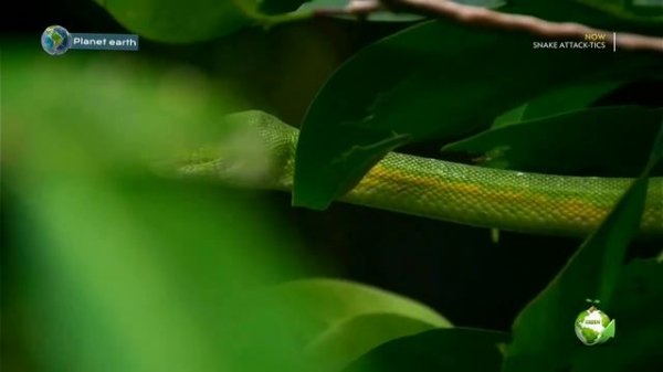 Green tree python ?