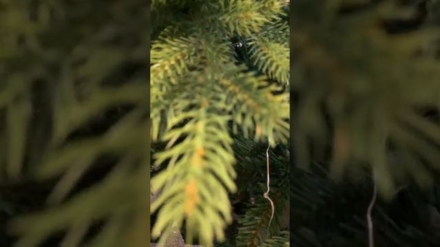 Золотые британские шиншиллы наряжают ёлочку. British Golden Mimisolcats смотреть онлайн