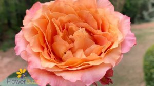 Rose Free Spirit - Rose of the Month JUNE 2020