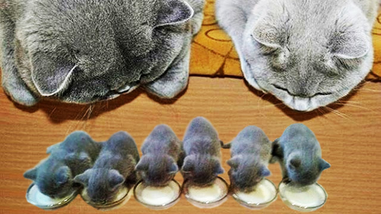 Смешные и милые коты и кошки / Funny and cute cats and cats смотреть онлайн