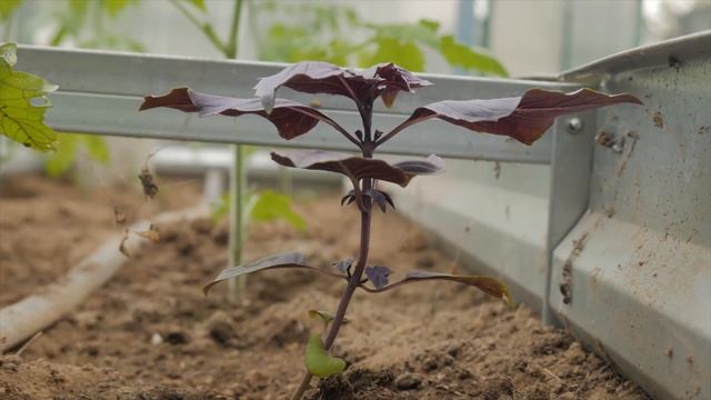 Базилик смотреть онлайн