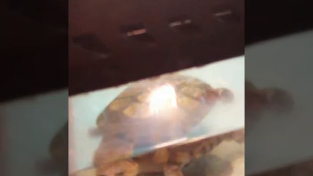 Фотки зверей! смотреть онлайн