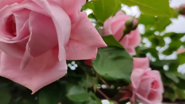 Розы моего сада, устойчивые к дождю. смотреть онлайн