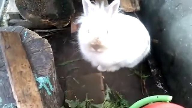 Домашний кролик, декоративный. Маленькая красавица для детей. Обзор красотки смотреть онлайн