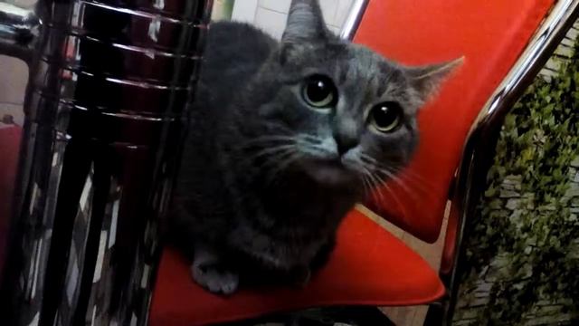 Кот на стуле смотреть онлайн