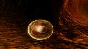 Анимация зачатия и развития эмбриона