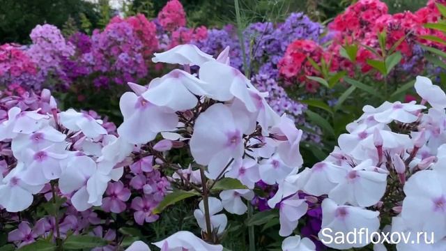 Нежно-розовый флокс Зимняя Сказка, селекции В.И. Егоровой смотреть онлайн