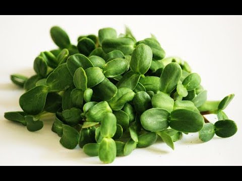 Микрозелень из подсолнечника. Проращивание проростков семян подсолнечника. Вкусно и очень полезно!