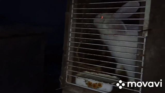 Клички для кроликов ??? смотреть онлайн