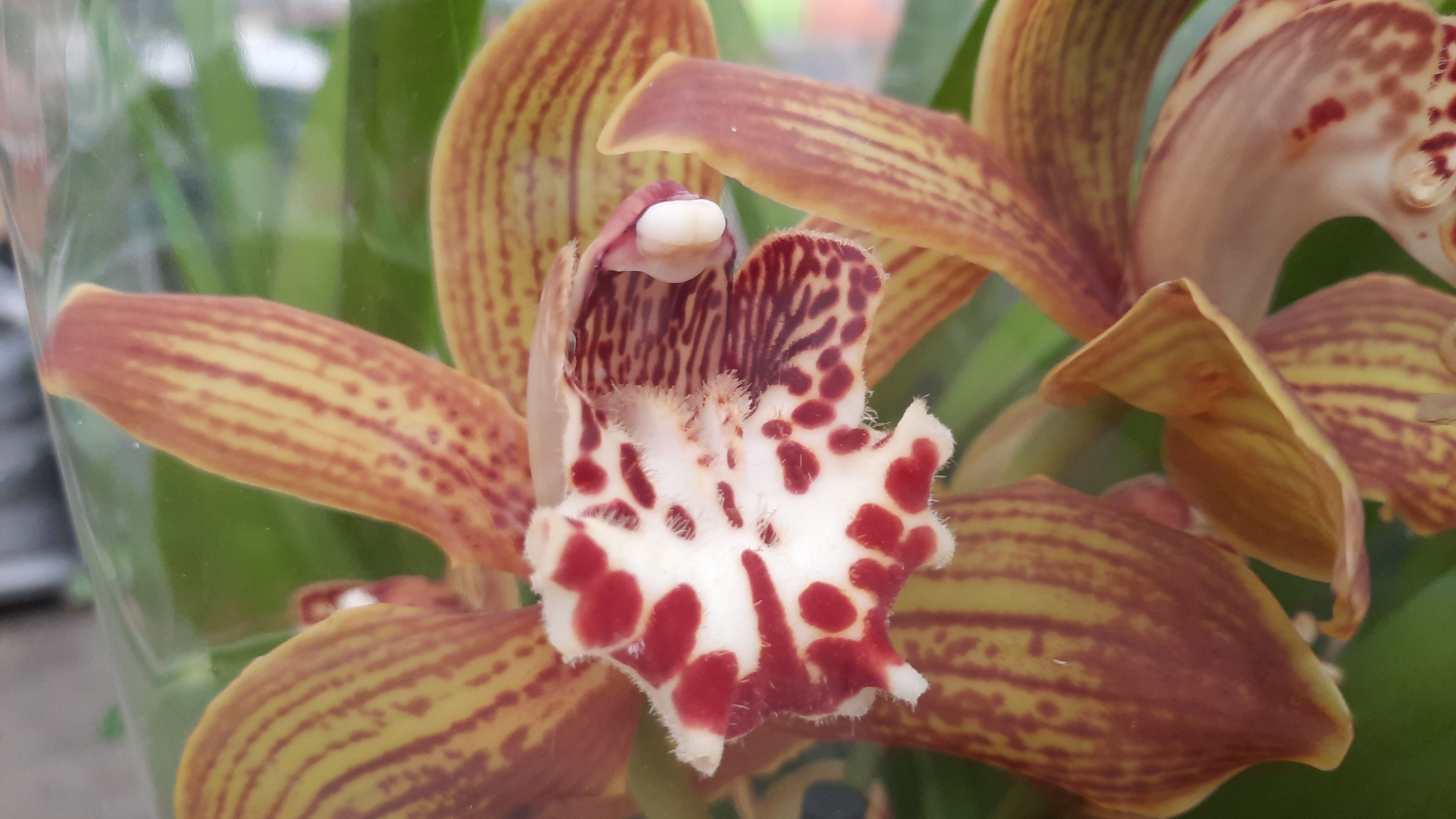 ОРХИДЕИ В САДОВОМ ЦЕНТРЕ "НА АТАРБЕКОВА"//14.02.24// смотреть онлайн