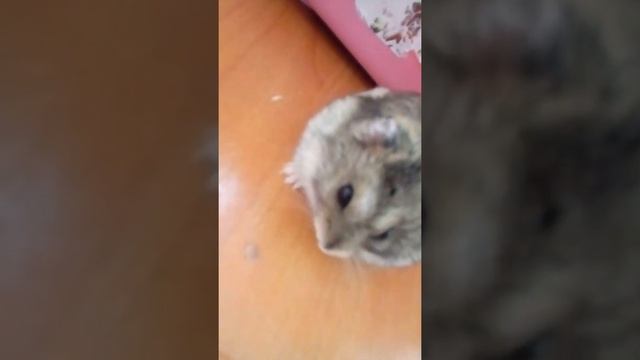 МИША ЗАБОЛЕЛ! ЧТО ДЕЛАТЬ?????????? ХОМЯК ЧИХАЕТ?? смотреть онлайн