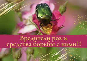 Вредители роз и средства борьбы с ними.