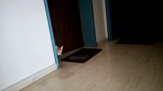 Лилу гуляет по подъезду)1.