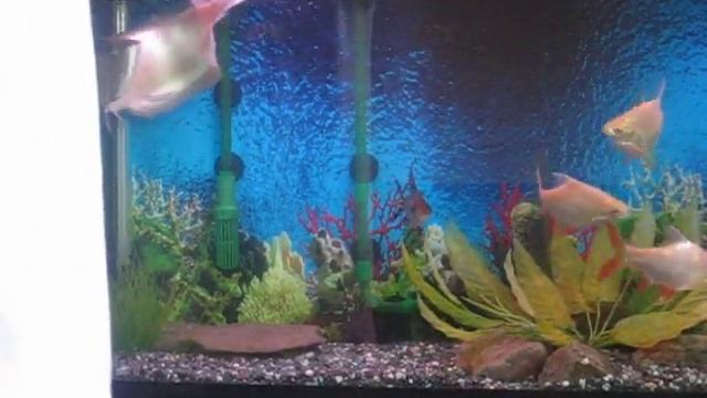 handfeeding my silver aro part2 смотреть онлайн