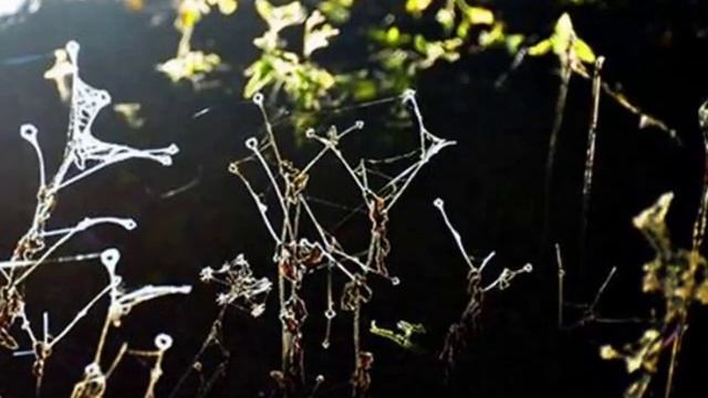 Шествие гномов, или Волшебство осени смотреть онлайн