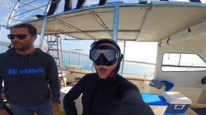 Жизнь в ЮАР: отзывы эмигрантов о работе и жизни в городе Кейптаун. Дайвинг с белой акулой