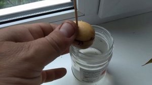 Можно ли вырастить дома авокадо из косточки?