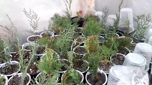Туи/можжевельники/самшит и другие растюхи. Обзор теплицы на декабрь смотреть онлайн
