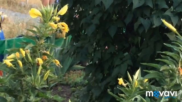 Энотера. Цветок распускается за 30 секунд