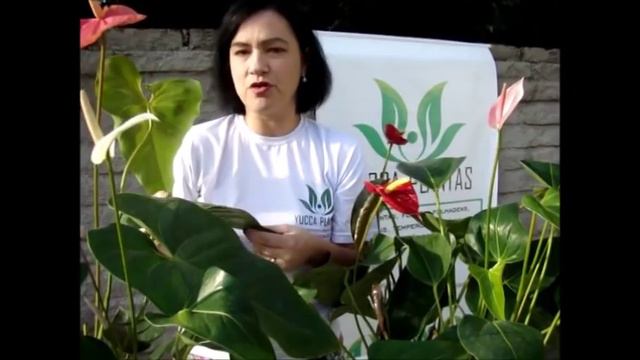 ANTÚRIO смотреть онлайн