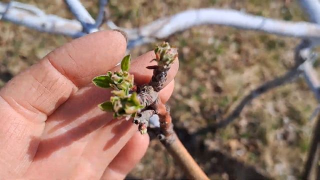 Третья весенняя обработка дачи(хорус+актара).30.04.23.Сев Каз..Ч.487. смотреть онлайн